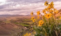 The Highlands at Cartwright Ranch in Boise ID